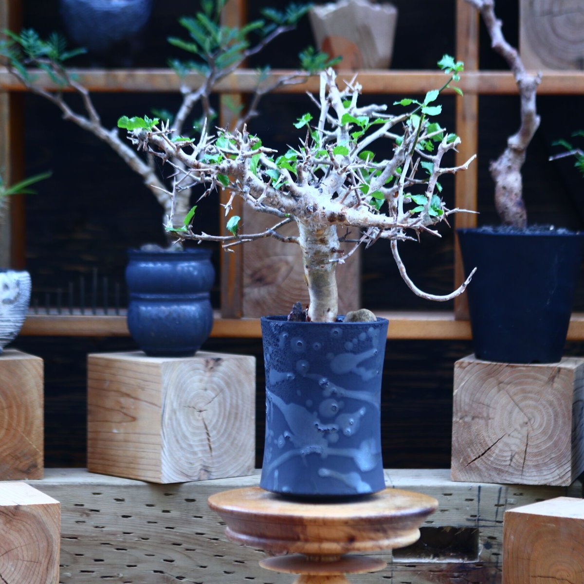 \"Commiphora wightii\" コミフォラ ワイティ 実生　良型 Commiphora wightii