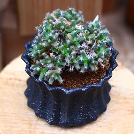 トリコディアデマ デンスム   紫星晃／Trichodiadema densum   no.40332
