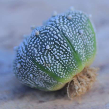 アストロフィツム   スーパー兜　抜き苗　 Astrophytum asterias 'Super Kabuto'      no.207/24