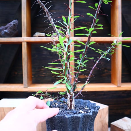 フォークイエリア hyb.／ Fouquieria hyb. （purpusii × fasciculata ） no.60577