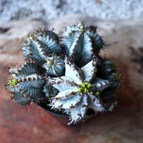 ユーフォルビア  ホリダ   Euphorbia  horrida   no.111103