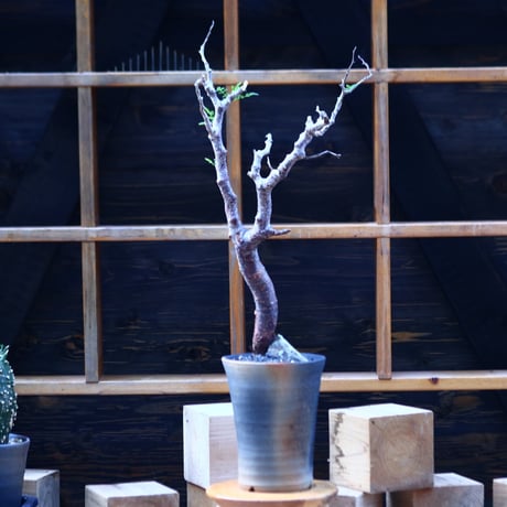 コミフォラ モンストローサ／Commiphora monstrosa   no.100354