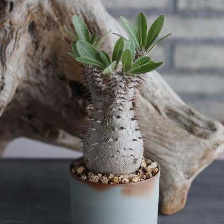 Pachypodium Makayense × 備前鉢3号 / dobuzuke  no.607-25