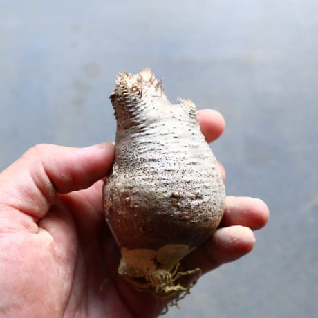 パキポディウム グラキリス 抜苗  Pachypodium rosulatum var. gracilius no.92921
