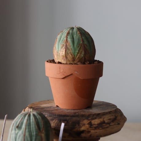 Euphorbia obesa × YAMABACHI var. N/OH  no.905-23