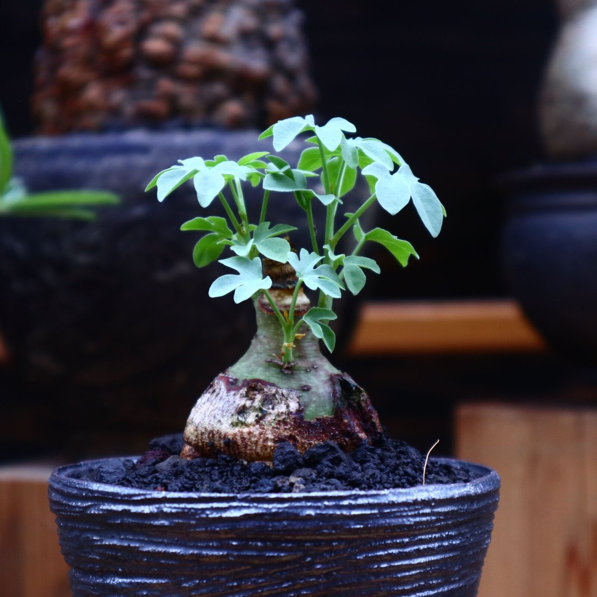 アデニア グラウカ／Adenia glauca no.52334 | 芽の巣山