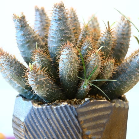 N/OH × Pachypodium  gracilius (実生)    no.61859