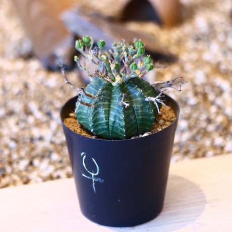 ユーフォルビア  バリダ♀ / Euphorbia valida    no.50703
