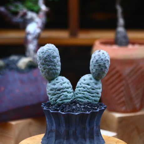 テフロカクタス  ゲオメトリクス／Tephrocactus geometricus   no.101044