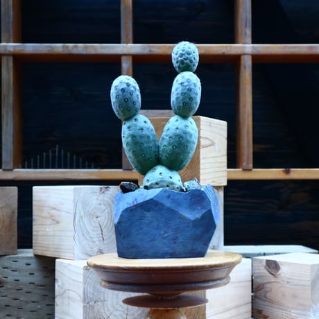 テフロカクタス  ゲオメトリクス／Tephrocactus geometricus   no.81543