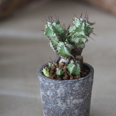 Euphorbia horrida f. monstruosa × たけろうポット 　no.63025