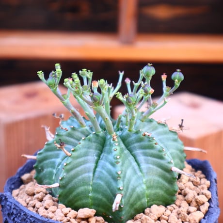 ユーフォルビア  バリダ♀／Euphorbia valida    no.60552