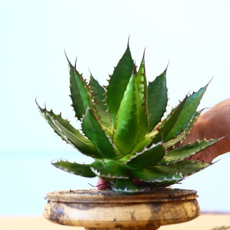 Agave horrida / Style of Chika   no.1015/32