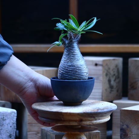 パキポディウム  グラキリス ／Pachypodium  gracilius     no.103158