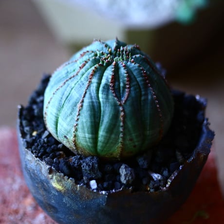 ユーフォルビア  オベサ    Euphorbia obesa　no.81627-3