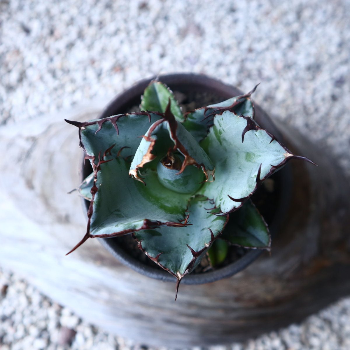 アガベ チタノタ ブラック&ブルー Agave titanota black&bule アガベ チタノタ ブラック&ブルー Agave titanota black&bule