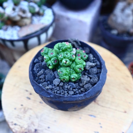 マミラリア ボカサナフレッド／Mammillaria bocasana cv. Fred     no.71854
