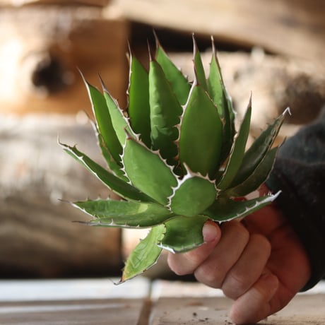 U.S. horrida (Agave horrida) / Style of Chika　no.1203-17