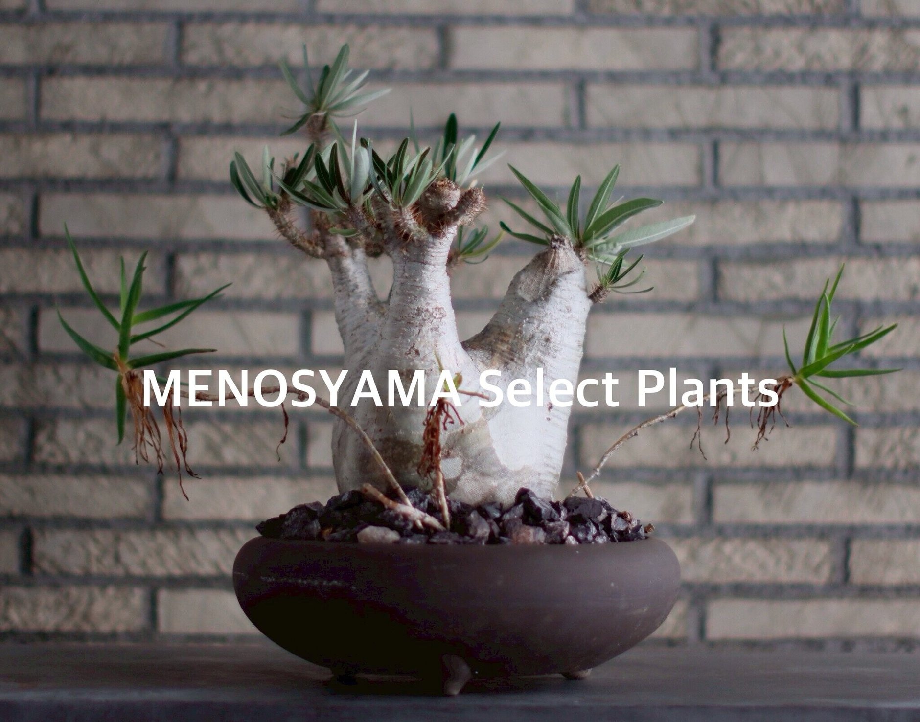 【新品未使用】作家鉢 手作り 植物 観葉 塊根 芽の巣山 カタチ製作所 素里 Amazon｜作家鉢 手作り 観葉 多肉 塊根 芽の巣山 カタチ製作所