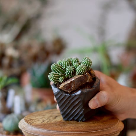 Euphorbia sepultap × N/OH (2.5号)  no.1101/30
