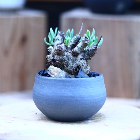 チレコドン  ペアルソニー   白象／Tylecodon  pearsonii      no.112109