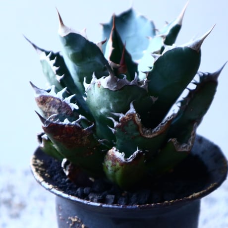 アガベ   チタノタ 　 Agave  titanota   no.121520