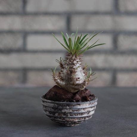 Pachypodium gracilius × takero pot (2.5号)  no.817-13