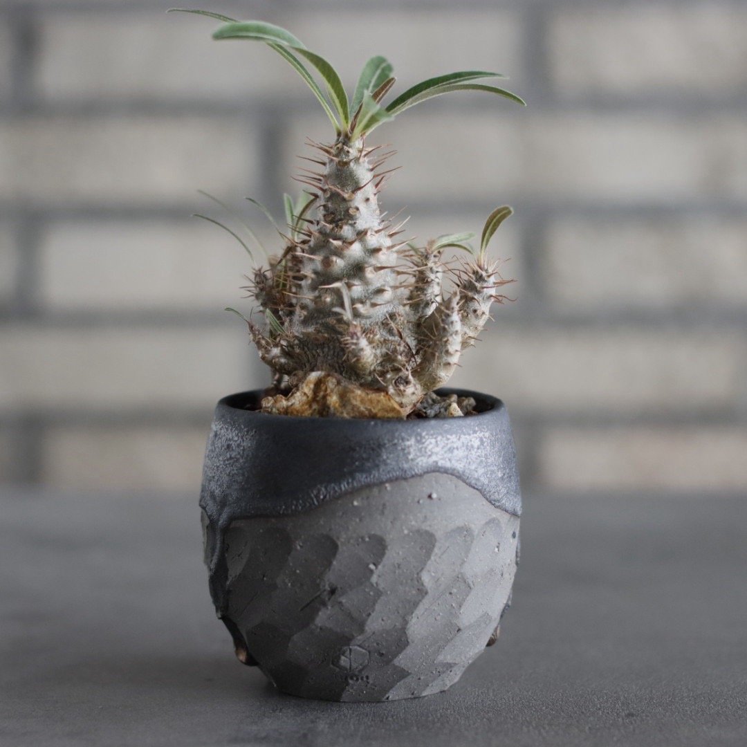 Pachypodium gracilius × N/OH (2.5号) no.607/20