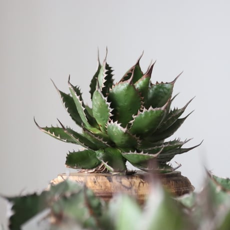 Agave horrida / Style of Chika　no.42162