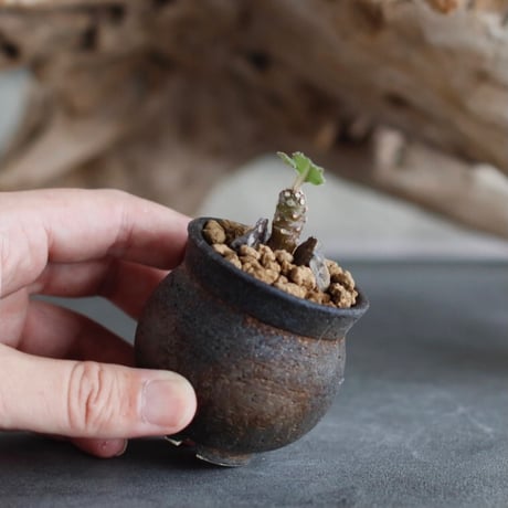 Dorstenia foetida × takero pot (2号)  no.629-25