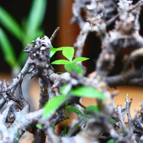 コミフォラ エミニー ／Commiphora eminii   no.72406