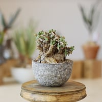 N/OH / コロ鉢 / matt white + dropping / SS no.1