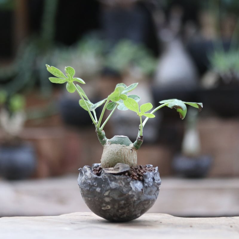アデニア グラウカ/Adenia glauca no.103059 | 芽の巣山 アデニア グラウカ/Adenia glauca no.103059 | 芽の巣山
