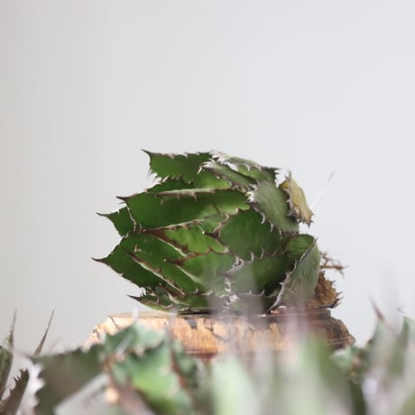 Agave horrida / Style of Chika　no.42154