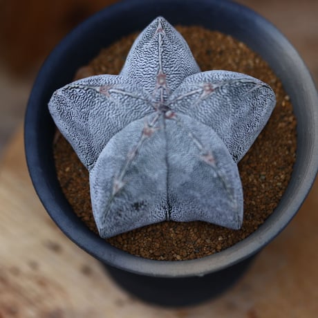 アストロフィツム  恩塚ランポー玉 ／Astrophytum myriostigma cv.　no.40390