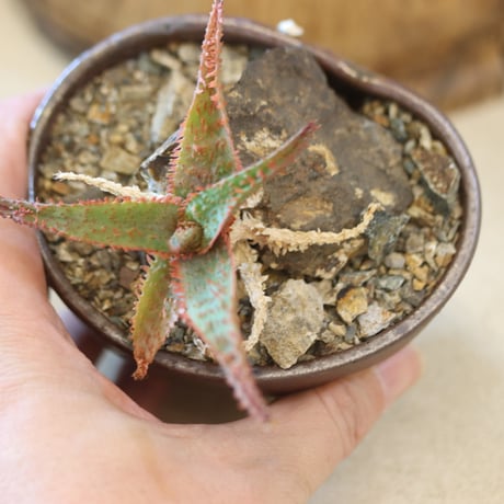 Aloe ‘Chiristmas Carol’ × YAMABACHI var.六本芽　 no.126-2