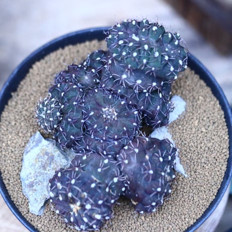 ギムノカリキウム 聖姿玉 モンスト／Gymnocalycium uruguayensis monst  no.21332