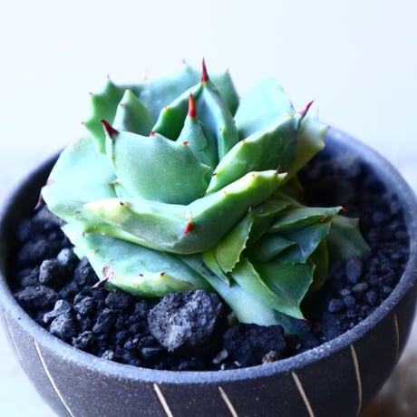 アガベ 王妃雷神錦 Agave Potatorum Ouhi Raijin f.variegata no.11931
