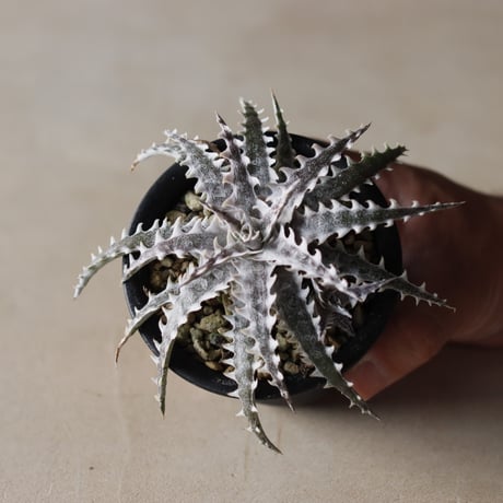 Dyckia ″Little Wing″ BCR (16648) from OTTO BROMELIAD(via Paradon) / (3号鉢)  no.913/54