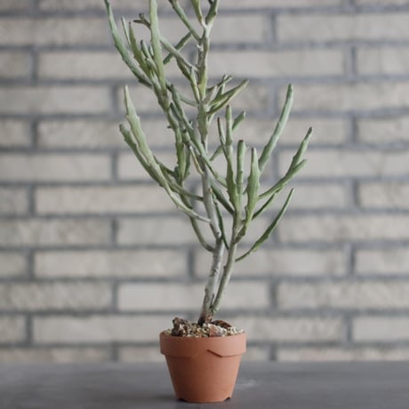 Euphorbia  enterophora ssp. enterophora  (エンテロフォラシルバー)/ Madagascar / T.W. × YAMABACHI (3号) no.329/43
