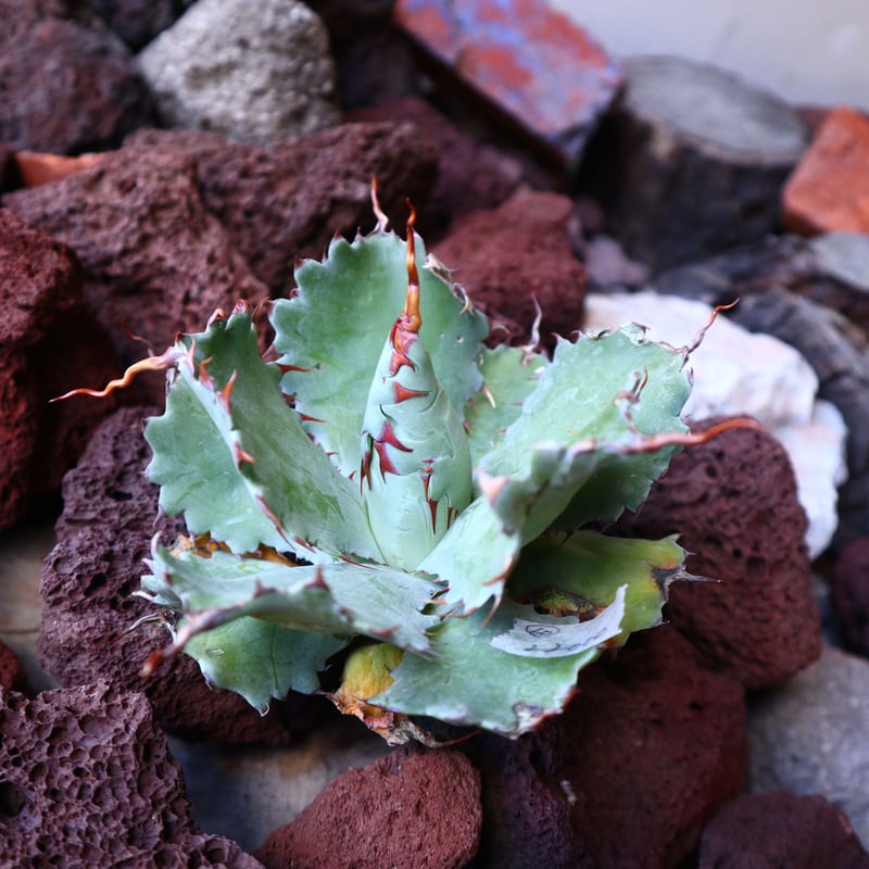アガベ ポタトラム 'Spawn' Agave potatorum 'Spawn アガベ ポタトラム 'Spawn' Agave potatorum 'Spawn