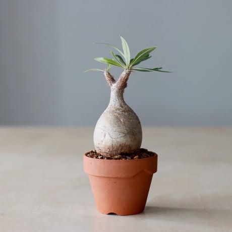Pachypodium gracilius × YAMABACHI (3号) no.104/8