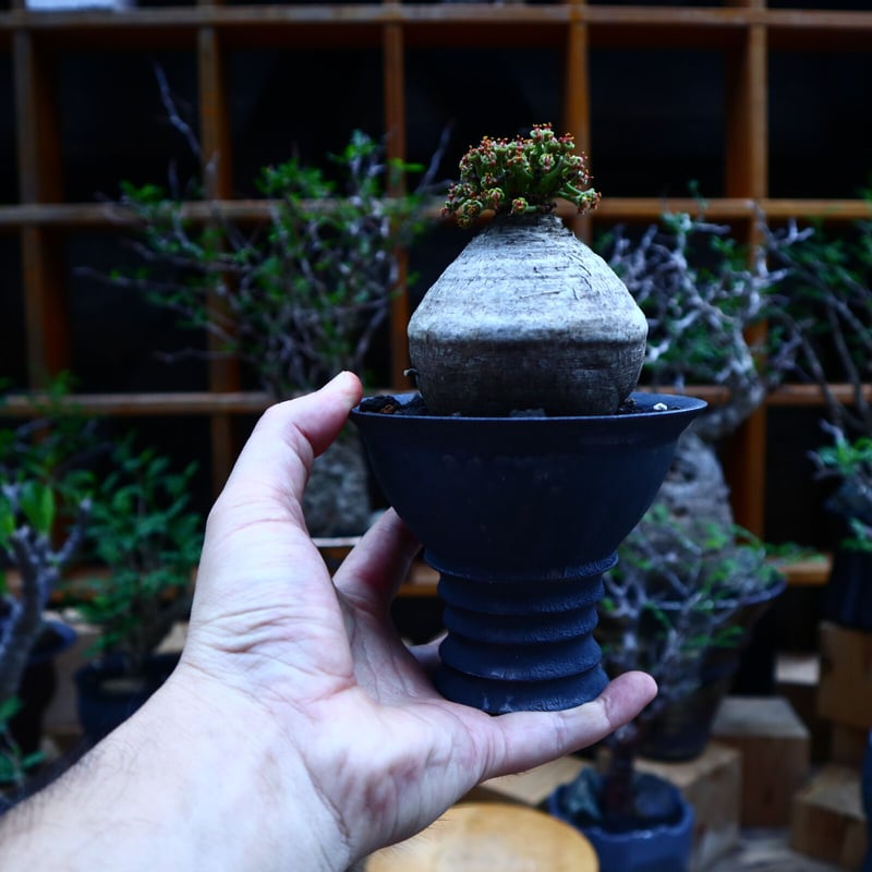 ユーフォルビア デシドゥア／Euphorbia decidua no.81530 |