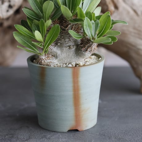 Pachypodium Tackyi × { Tackyi×大黒 } × 備前鉢2.5号 / snp plants  no.607-1