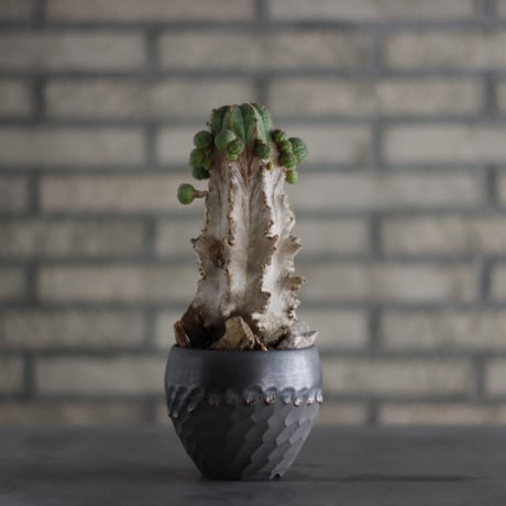 Euphorbia  symmetrica × N/OH(3.5号)  no.823-8