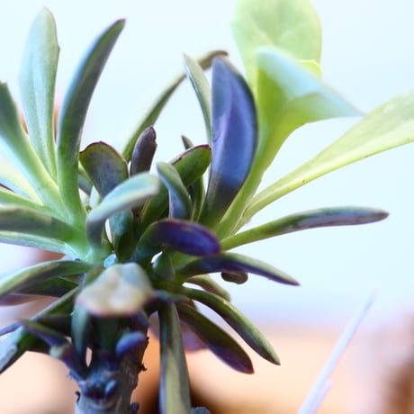 Senecio fulgens × soso  no.11436