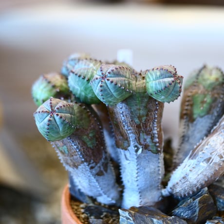 YAMABACHI × Euphorbia obesa  hyb.    no.1119-13