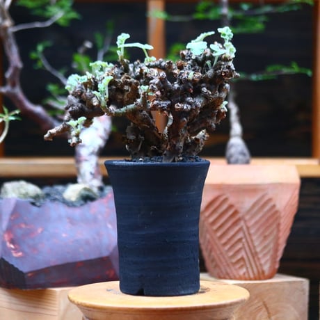ぺラルゴ二ウム   エキナツム／Pelargonium  lechinatum   no.101021