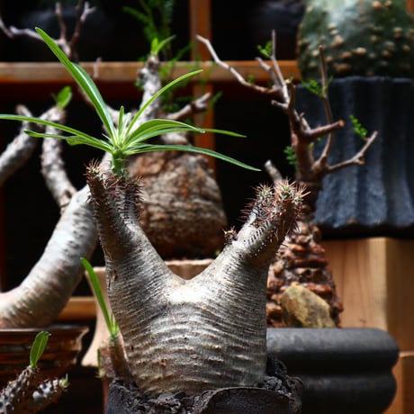 パキポディウム  グラキリス／Pachypodium  gracilius    no.71020