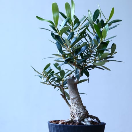 オリーブ　Olea europaea　 no.110846-5